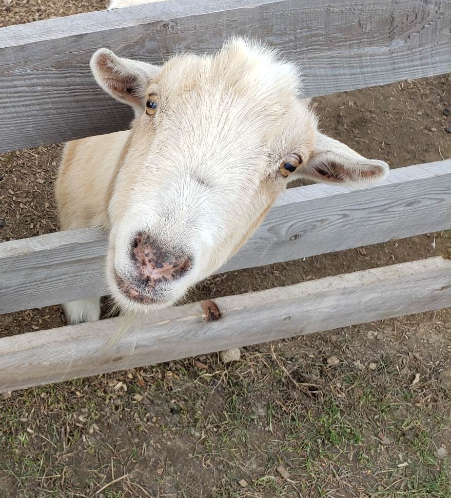 A curious goat greeting visitors at Appleview’s fence