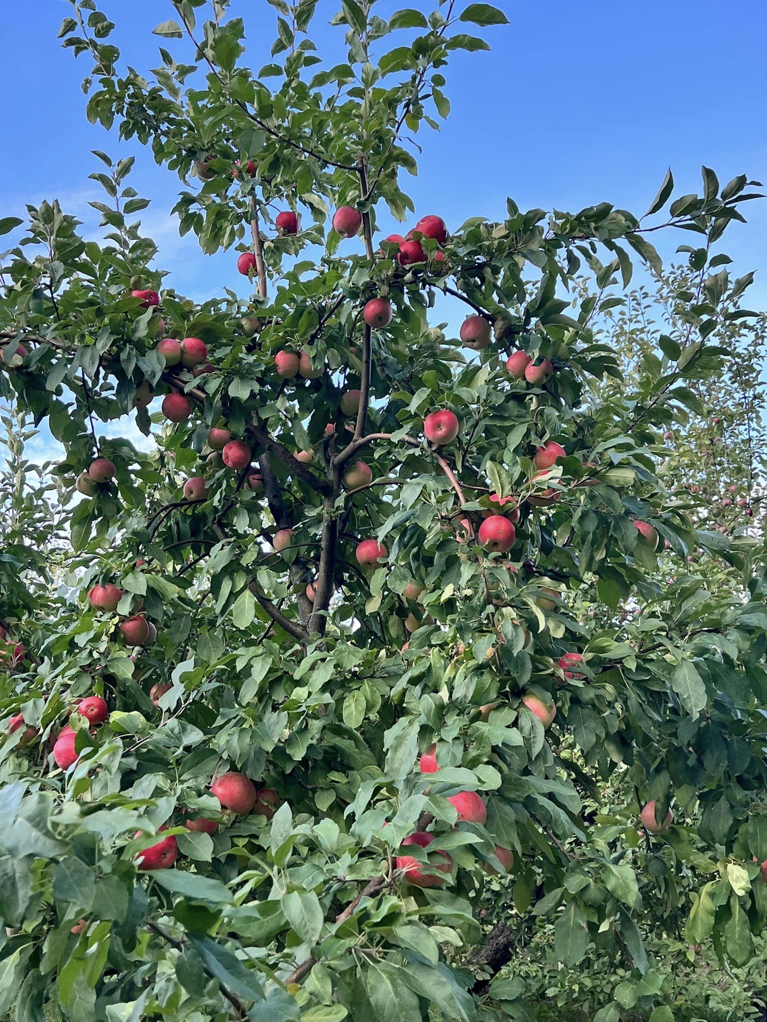 Red apples growing on Appleview’s trees